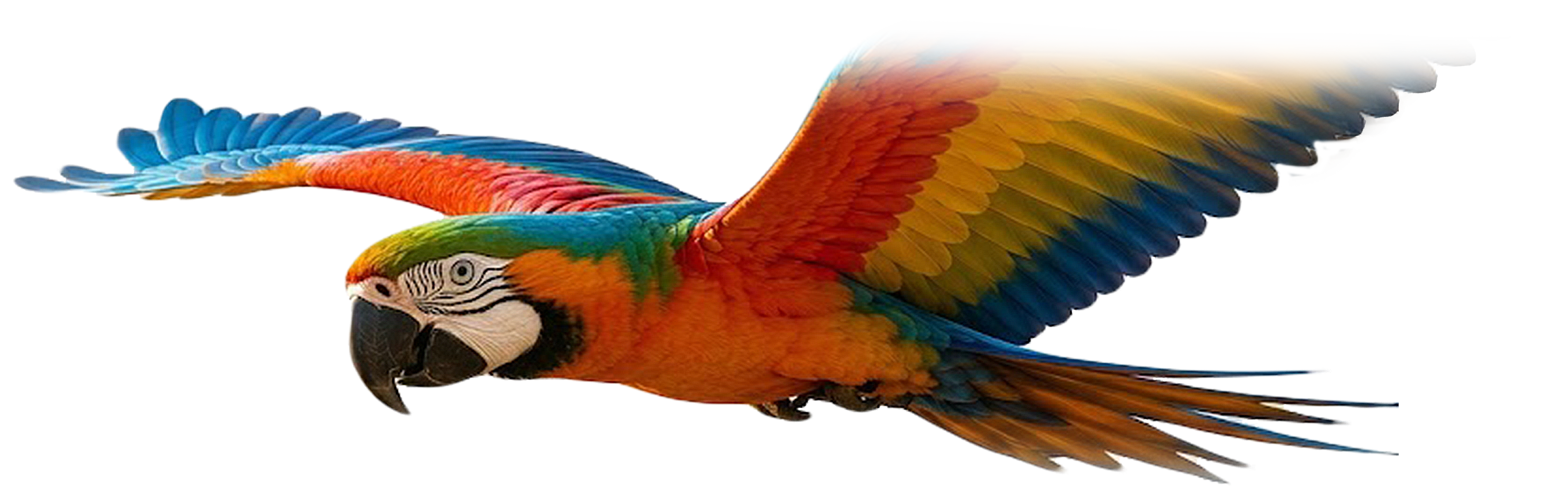 Guacamaya volando